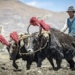 tibetan people bring super capacity from another type of human 117692