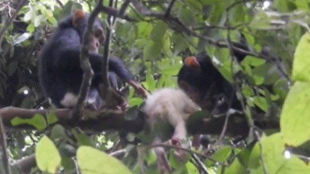 Rare images of the albino infant chimpanzee