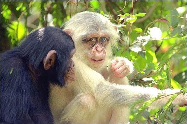 Albino chimpanzee Pinkie.