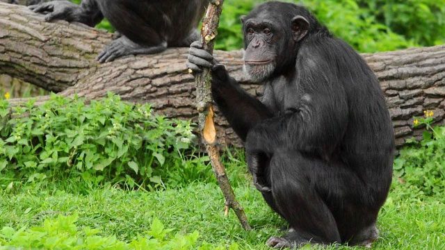 If humans go extinct, dwarf chimpanzees could replace us.