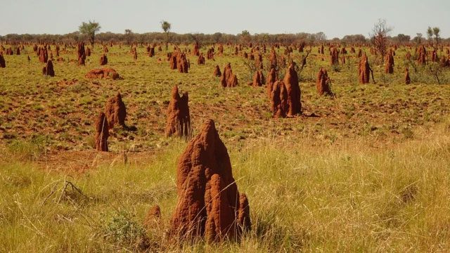 Termite mound.