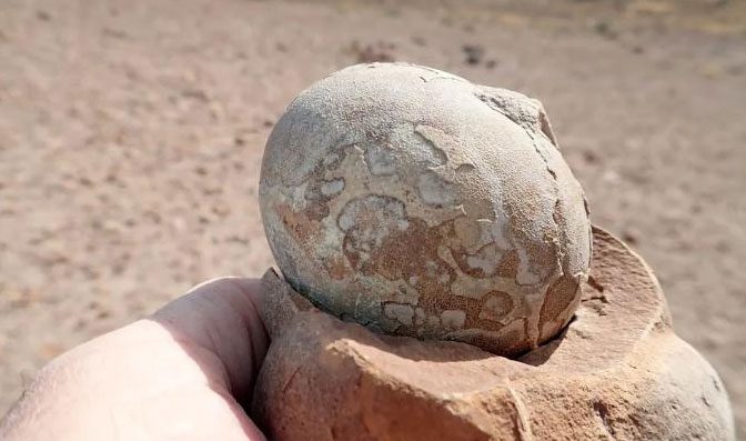 Fossilized egg over 190 million years old