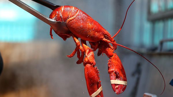Boiled Lobster