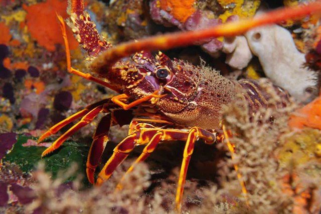 Lobster