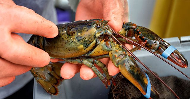 Lobster