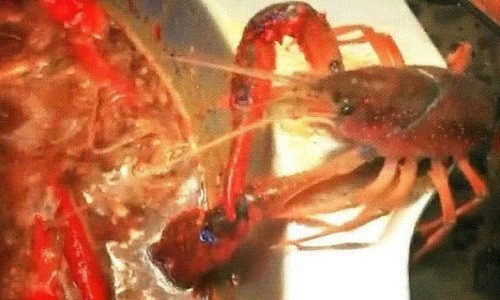 The lobster uses its right claw to sever its left claw and escapes in front of astonished onlookers.