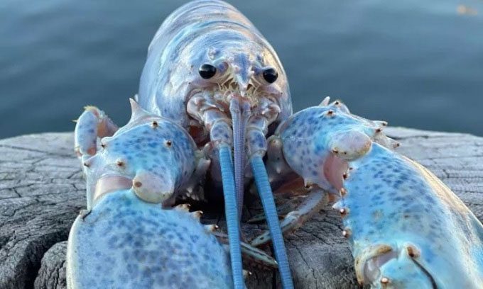 The lobster with a blue shell due to a genetic defect.