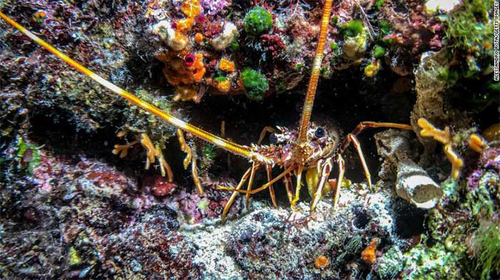 Octopuses, crabs, and lobsters also have sentience and can feel pain
