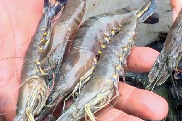 Farmed shrimp