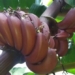 top 5 strange banana varieties without yellow color 115882