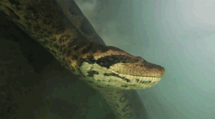 Anaconda can swim at speeds of up to 20 km/h.