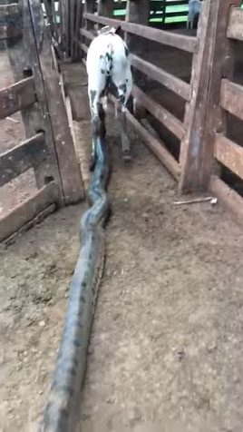 The snake bites the calf's leg and drags it away.
