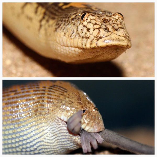 The Arabian Sand Boa is relatively small, non-venomous, and harmless to humans.