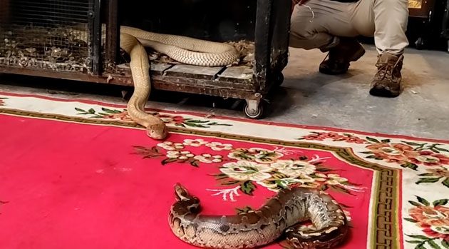 Compared to the king cobra, this python is at a disadvantage in every way.