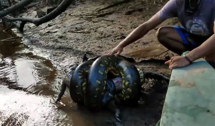 The anaconda tightly coiling its prey.