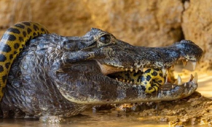 Caiman bites back at its foe.