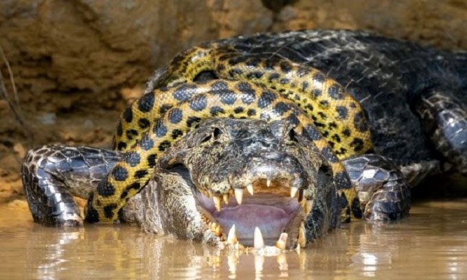Caiman struggles to escape the grip of the anaconda.
