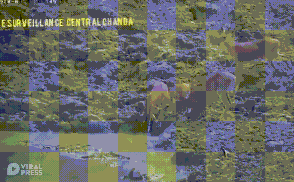 The python lunges up from the water and strikes accurately at the antelope.