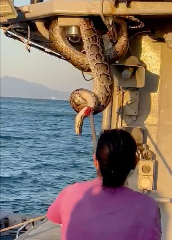 The python lounging on the railing of the barge.