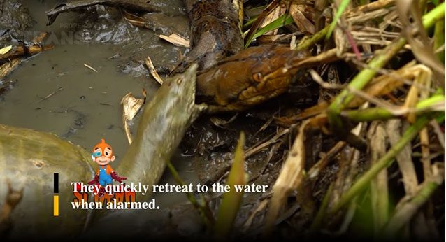 The softshell turtle delivers strong bites, causing the python to suffer.