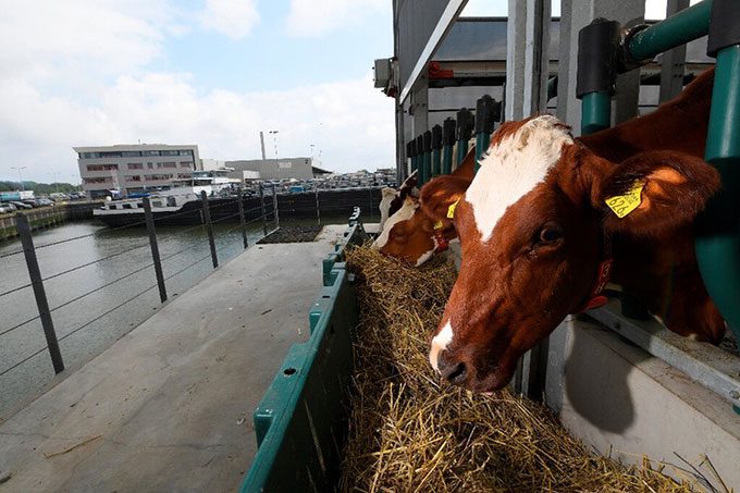 Cows are fed from locally available sources.