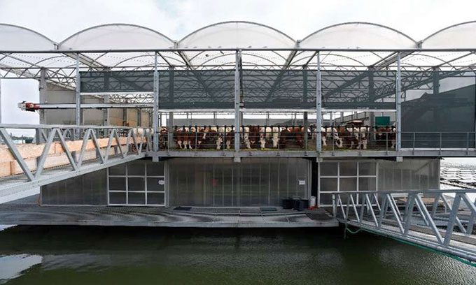 A floating dairy farm in Rotterdam, southwestern Netherlands.