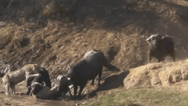 Male buffalo uses its horns to toss the lion.