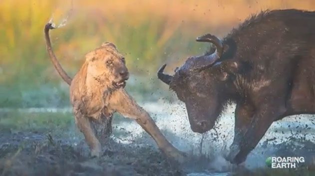 Wild buffalo are considered an attractive yet challenging prey for lions.