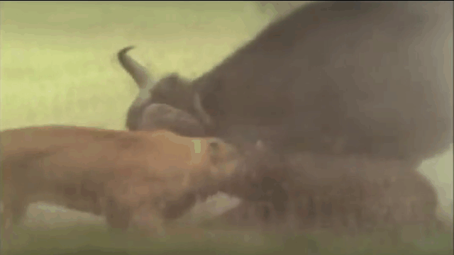 The mother buffalo had to use her sharp horns to thrust the lion away.