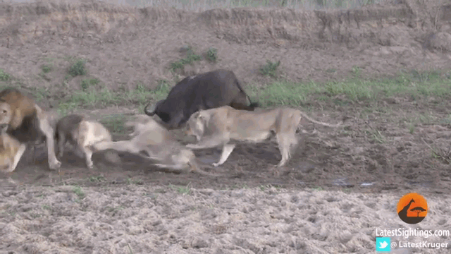 The pride of lions then turned on each other, allowing the wildebeest to escape.
