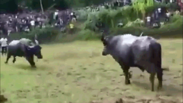 As soon as the match began, the two bulls charged at each other.