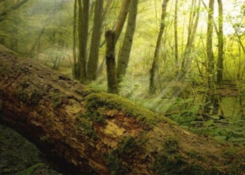 tree free carbon release more than biomass 116064