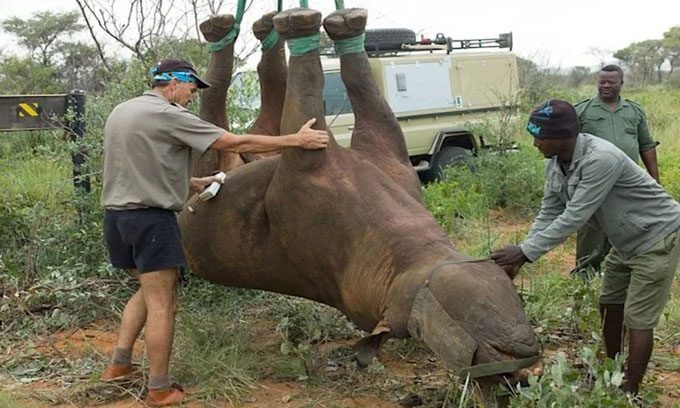 Researchers experiment with hanging a rhinoceros upside down using a crane.