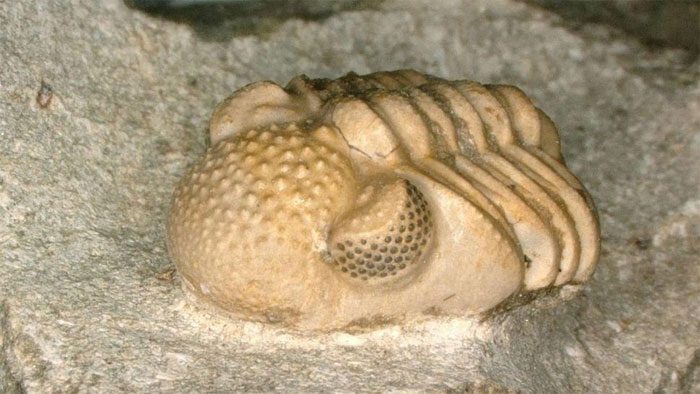 Trilobite, an ancient creature with super compound eyes.