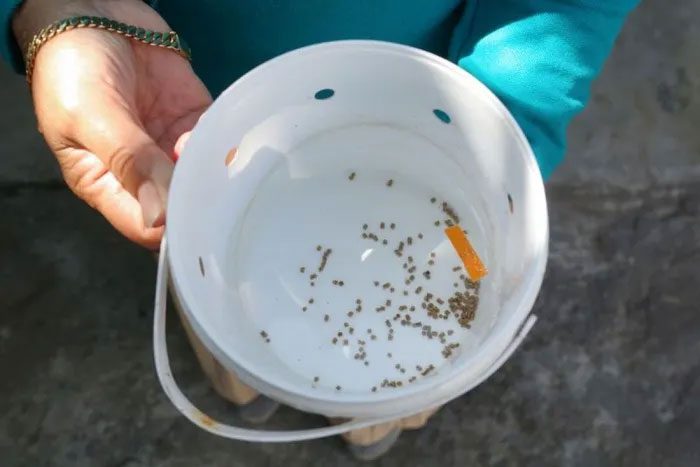 Wolbachia mosquito eggs in an egg incubator in Yogyakarta, Indonesia.