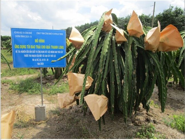 Fruit wrapping enhances the yield of Bình Thuận dragon fruit.