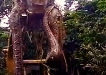 two hungry excavator catches giant carp over 9m is it a new record 116555