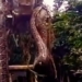 two hungry excavator catches giant carp over 9m is it a new record 116555