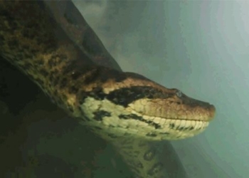 two hungry sky where lan dung tran anaconda seven meter long under water 116839
