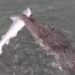 two people fishing unexpectedly catch a massive catfish still in shock 1 pair of ham raises to the sky 116532