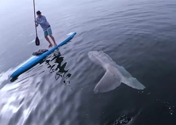 two people rowing unexpectedly encounter large creature appearing from below water 117719