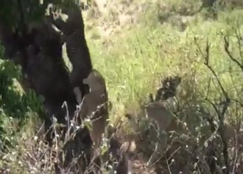 two times mai flowers are climbing the tree but are dragged down by lions 116695