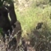 two times mai flowers are climbing the tree but are dragged down by lions 116695