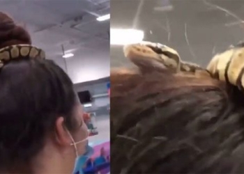 two women take snake to make hair braids 117930