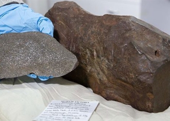 uc 4 year old cactus breaks the stone not finished yet just to let everyone know is a very rare item 4 6 billion 100 years old 100339