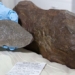 uc 4 year old cactus breaks the stone not finished yet just to let everyone know is a very rare item 4 6 billion 100 years old 100339