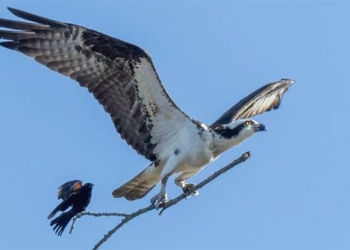 unbelievable moment black bird lands on branch of tree while bird tries to fly away 116996