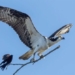 unbelievable moment black bird lands on branch of tree while bird tries to fly away 116996