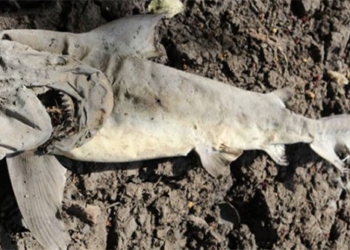 unexpected researchers find dead fish 50km offshore 117453