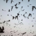 unexpectedly found virus species similar to sars cov 2 in laos 116119